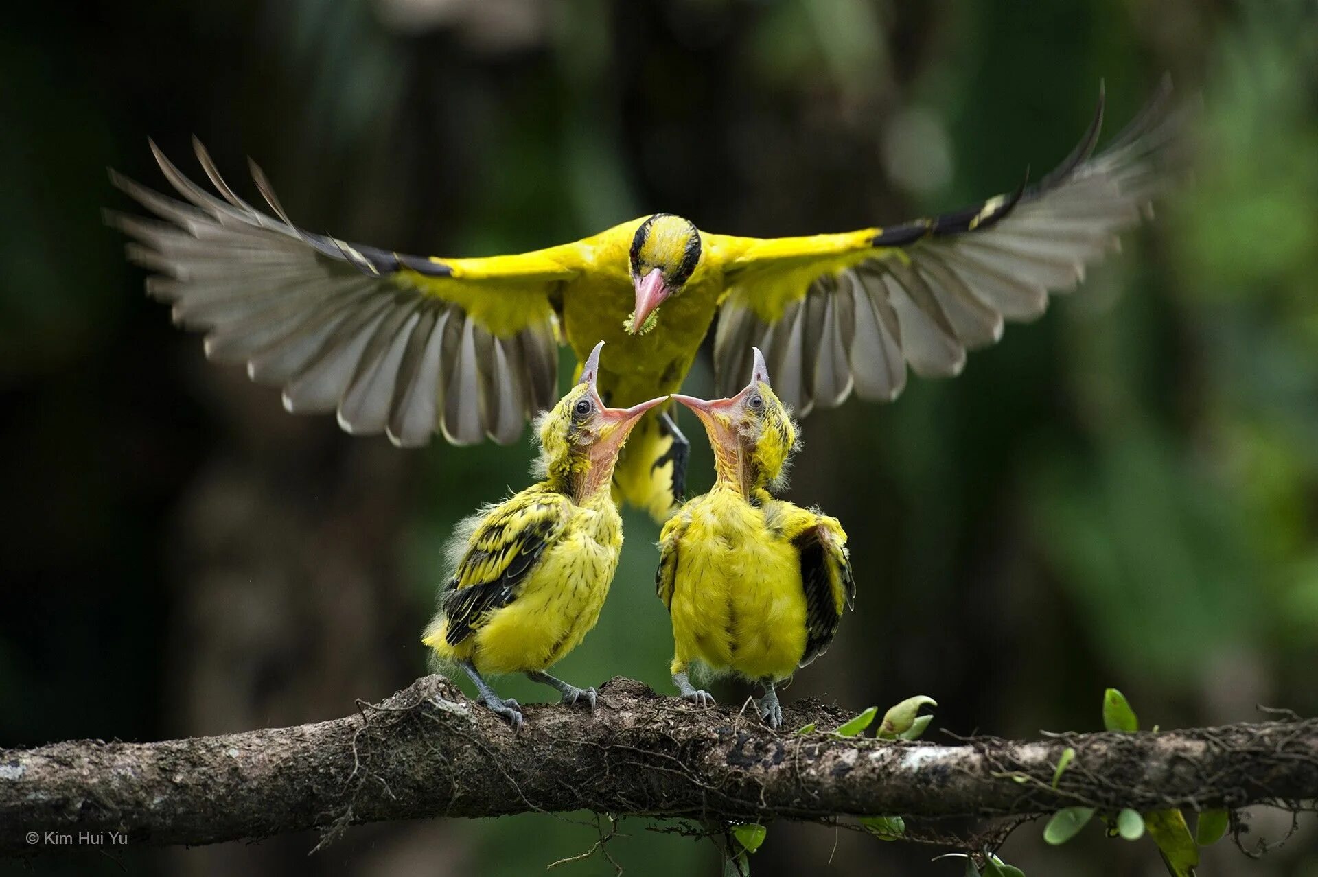 Птицы дикой природы фото Время обеда, Малайзия Pet birds, Colorful birds, Wild birds