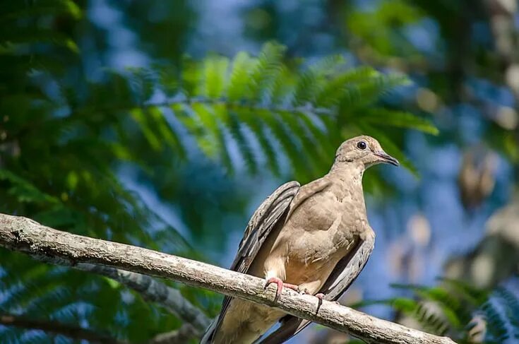 Птицы дикой природы фото Birds Trolling In The Wild Unprovoked The Photographer Finds it Suitable And Tak