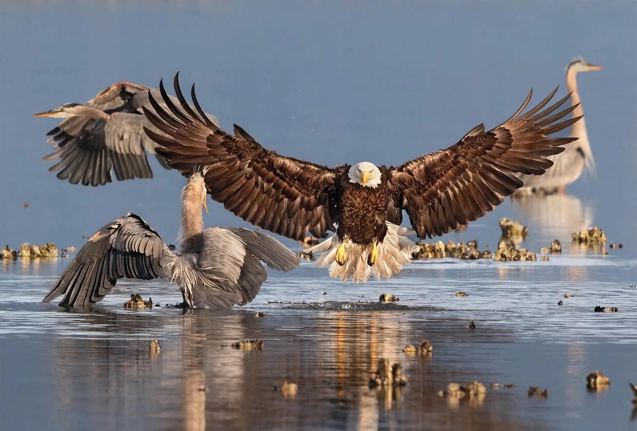 Птицы дикой природы фото The 2016 Audubon Photography Awards Bald eagle, Beautiful birds, Bird photograph