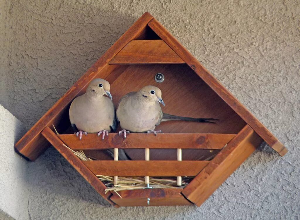 Птицы для дачи своими руками Lovey Dovey Original Bird house kits, Dove house, Bird house feeder