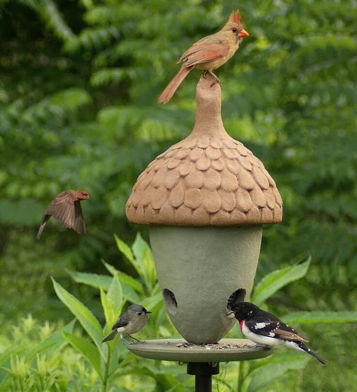 Птицы для дачи своими руками Acorn - Bird Feeder - For Songbirds - USA Made - Color Note: Green and Brown Bir