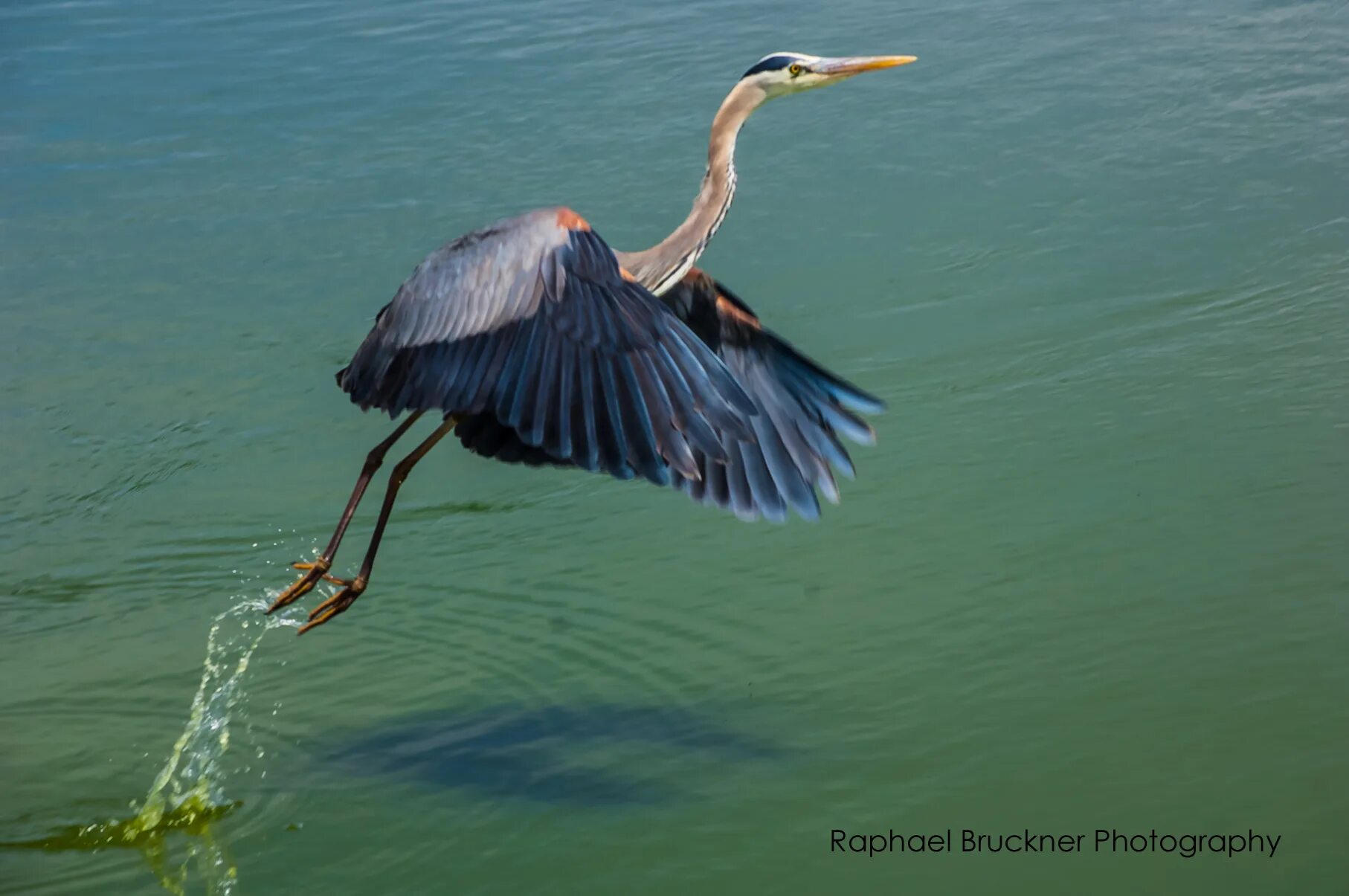 Птицы дона фото Birds: Don Edwards Wildlife Refuge. Newark Ca. на Behance