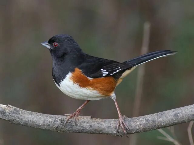 Птицы дона фото с названиями Eastern Towhee Nature birds, Backyard birds, Beautiful birds