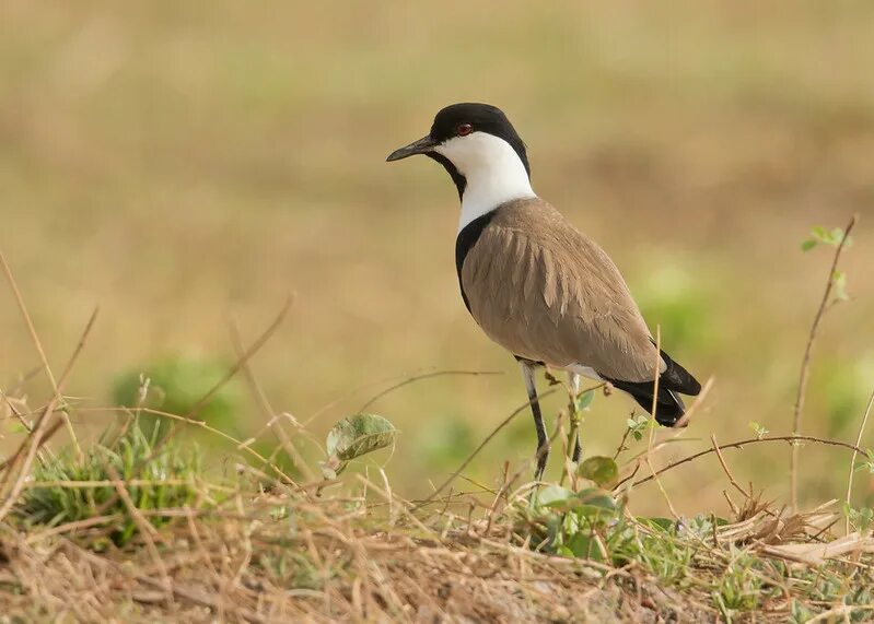 Птицы египта фото Spur-winged Lapwing / Vanellus spinosus photo call and song