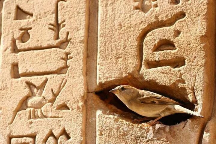 Птицы египта фото Bird Nesting At The Temple Of Horus, Egypt. Bird, Ancient egypt, Egypt museum