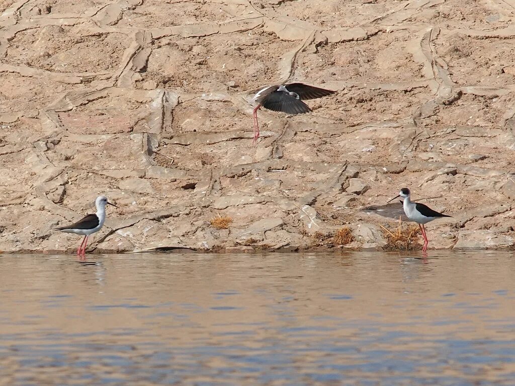 Птицы египта фото Black-winged Stilts Black-winged Stilt - Himantopus himant. Flickr