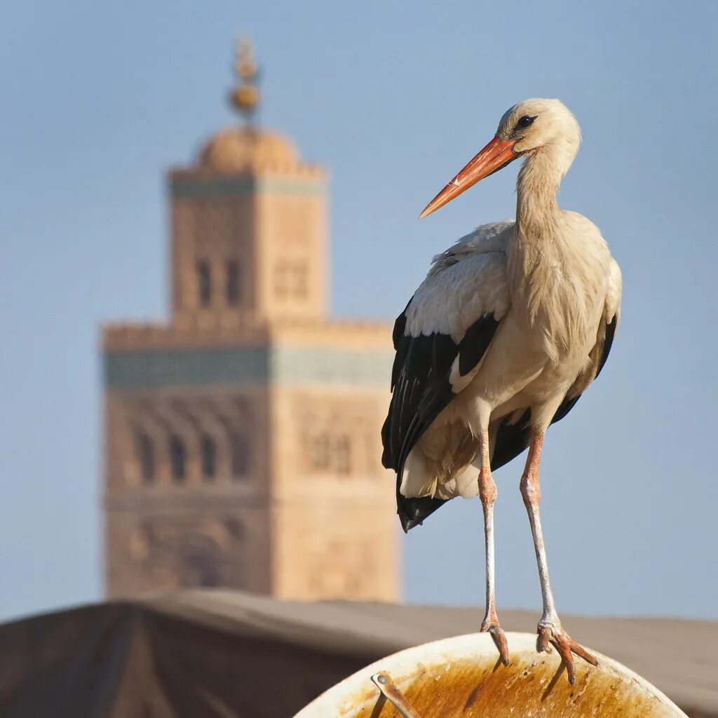 Птицы египта фото Morocco - Marrakech - Stork on a dish 02 sq I like this sh. Flickr