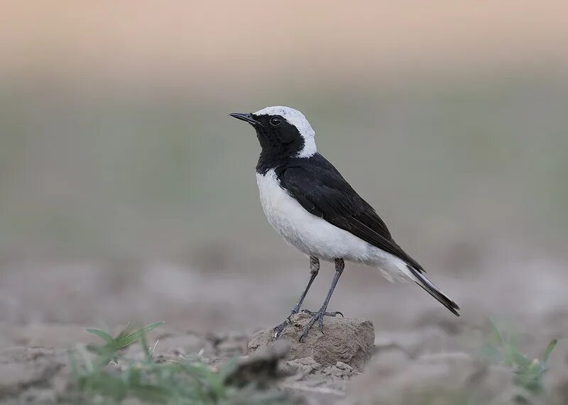 Птицы египта фото Pied Wheatear / Oenanthe pleschanka photo call and song