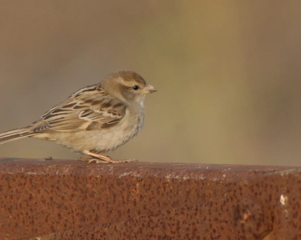 Птицы египта фото с названиями Dead Sea Sparrow - Passer moabiticus, Kfar Ruppin, IL, 200. Flickr