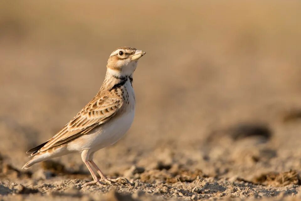 Birds of Egypt: "Hud Hud," The Hoopoe