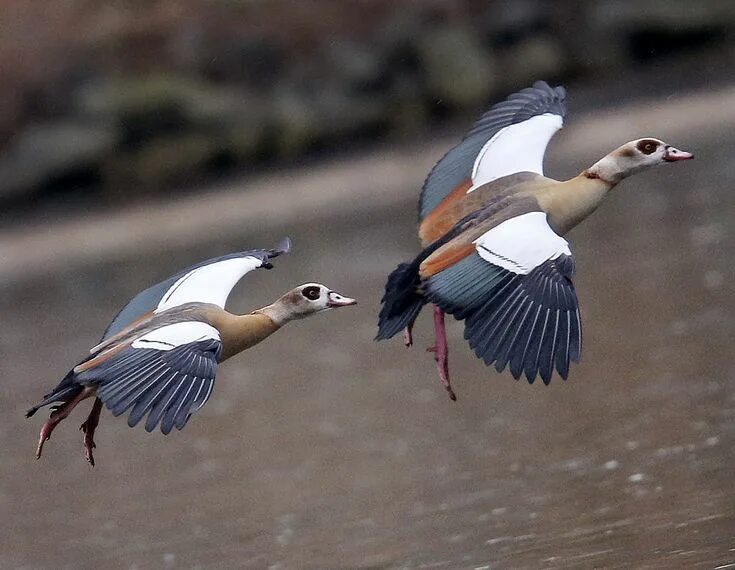 Птицы египта фото с названиями Salt mountains and Egyptian geese in flight: Wednesday's best photos Ganso, Masc