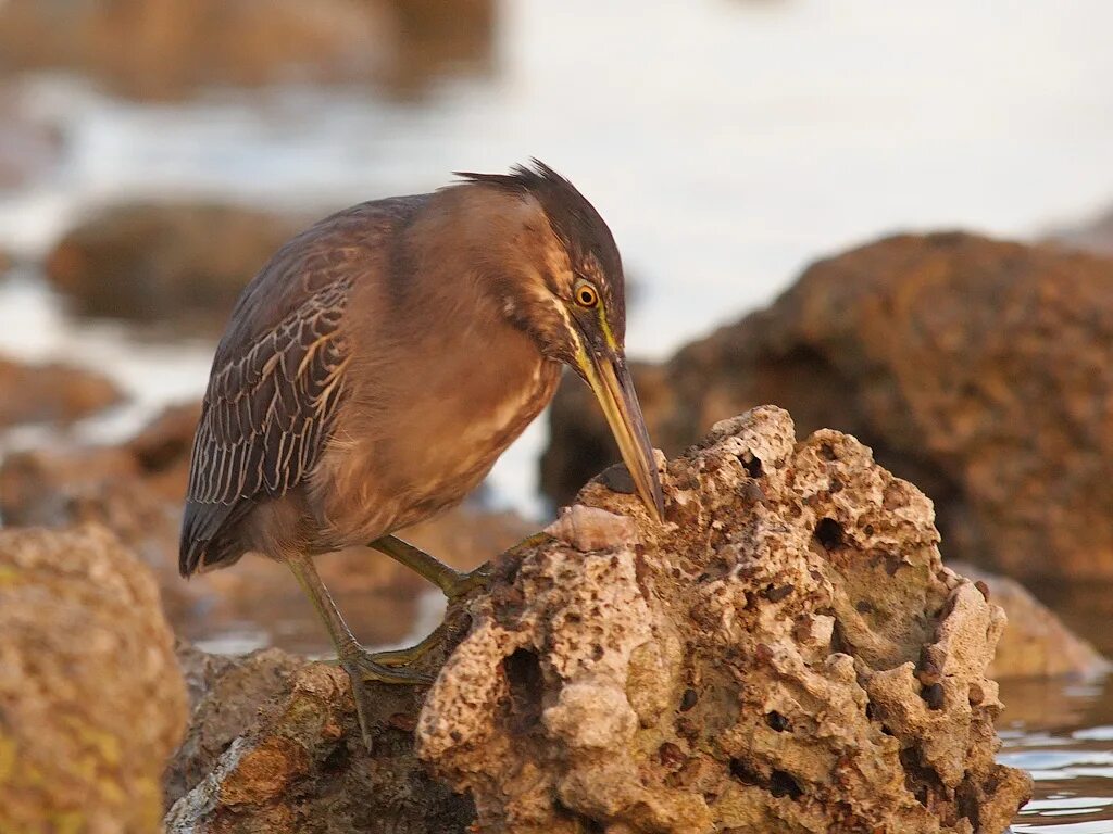 Птицы египта фото с названиями Striated Heron Striated Heron - Butorides striata brevipes. Flickr