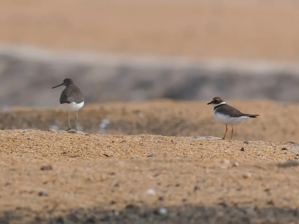 Птицы египта фото с названиями Green Sandpiper and Common Ringed Plover Green Sandpiper -. Flickr