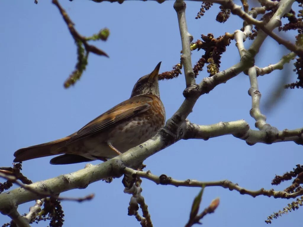 Птицы екатеринбурга фото с названиями Naumann's x Dusky Hybrid Thrush (Turdus (naumanni x eunomus)). Birds of Siberia.