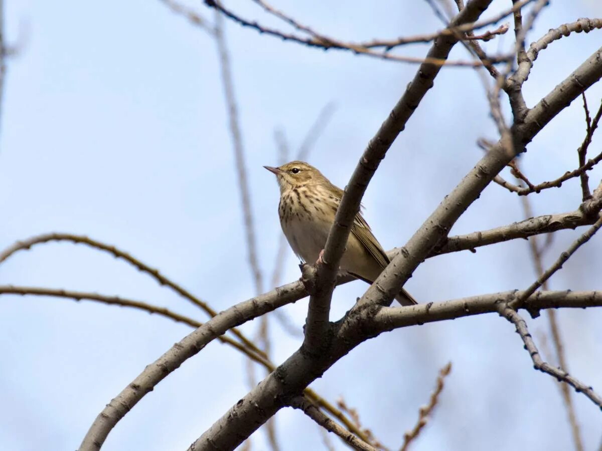 Птицы екатеринбурга фото с названиями Tree Pipit (Anthus trivialis). Birds of Siberia.