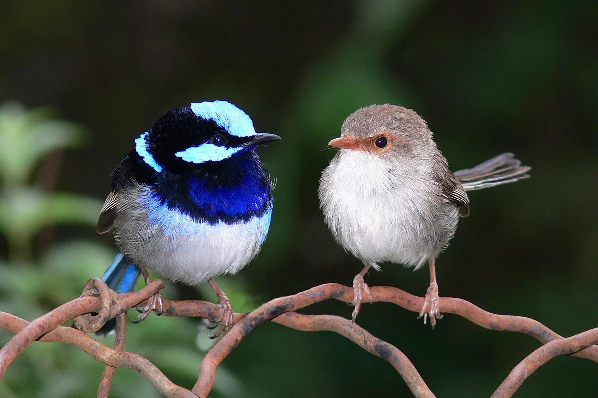 Птицы фото для детей Superb fairy-wren - Simple English Wikipedia, the free encyclopedia