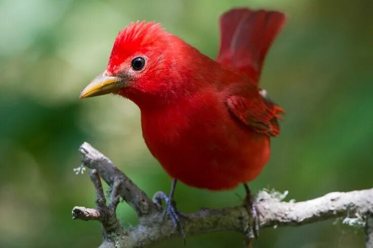 Птицы фото голос 5 Types of Bird of Paradise Plants Red birds, Red pictures, Bird