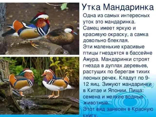 Птицы фото и краткое описание Утка мандаринка красная книга кратко - Аmk-Stroy.su