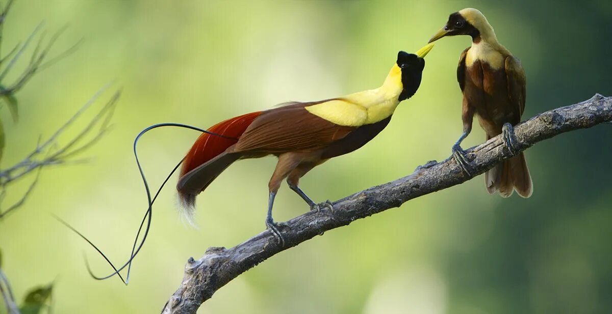 Птицы фото и состав Tim Laman Photographer. Red Bird of Paradise male and female. Papua New Guinea. 