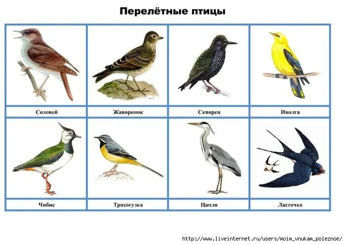 Птицы фото с названиями для детей Конспект в первой младшей группе по сенсорному воспитанию на Тему: "Дождик весен