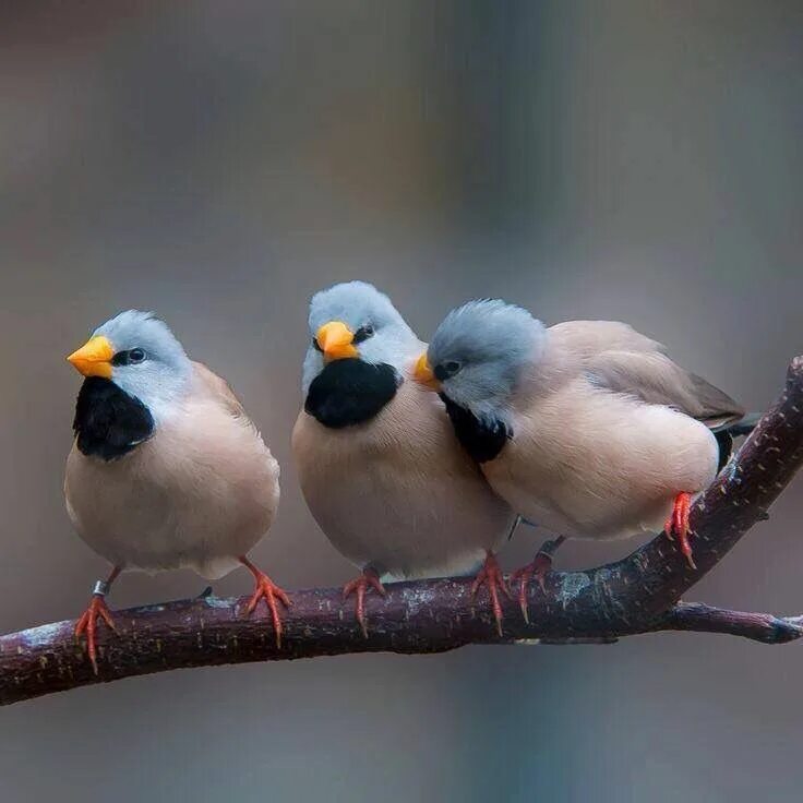 Птицы фото видео Long tailed finches / Austrailia Pet birds, Birds, Exotic birds