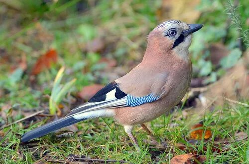 Птицы геленджика фото Birdshare Flickr