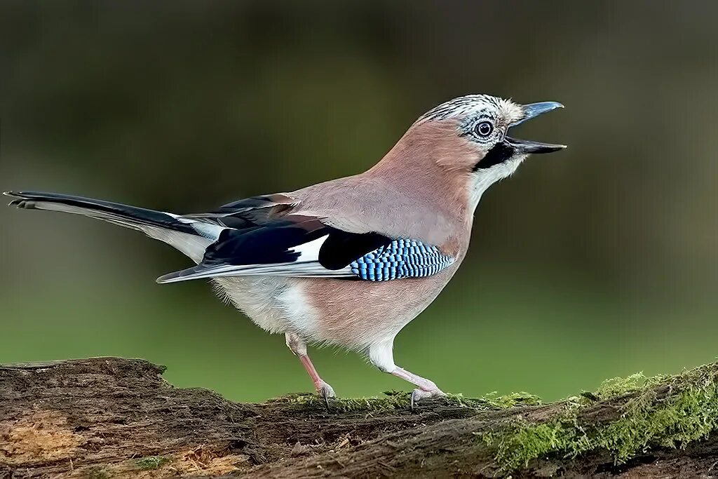 Птицы голос фото название Eurasian Jay (Garrulus glandarius) Taken on Cannock Chase,. Flickr