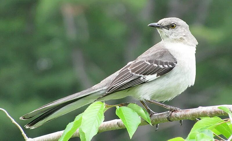 Птицы голос фото название File:Mimus polyglottos adult 01 cropped.jpg - Wikipedia