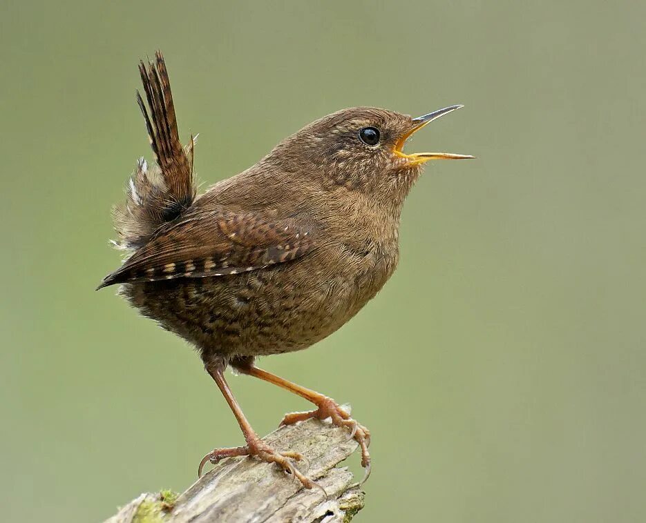 Птицы голос фото название Singing Pacific Wren BirdNote Wren, Bird species, Bird pictures