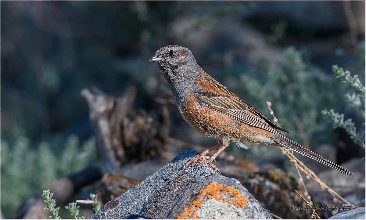 Птицы горного алтая фото и названия Godlewski's Bunting (Emberiza godlewskii). Birds of Siberia.