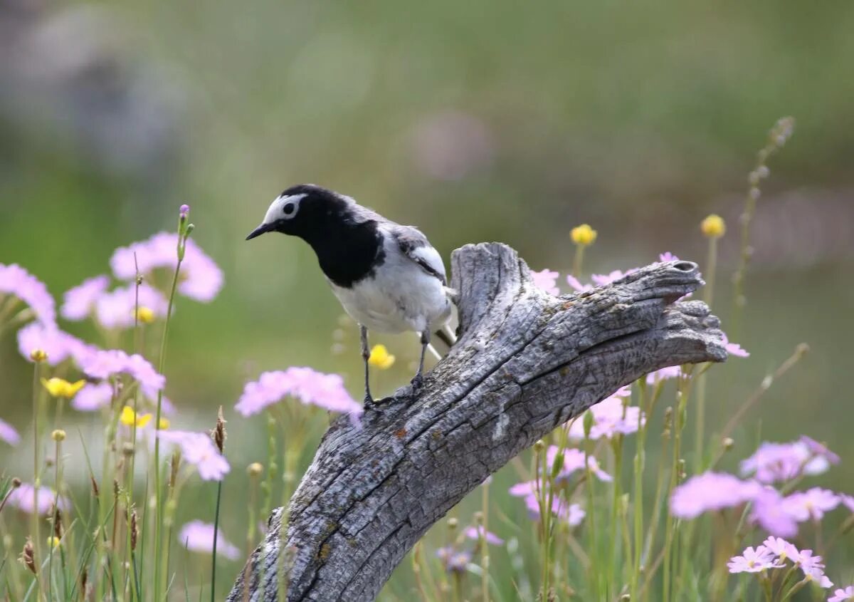 Птицы горного алтая фото и названия Masked Wagtail (Motacilla personata). Birds of Siberia.