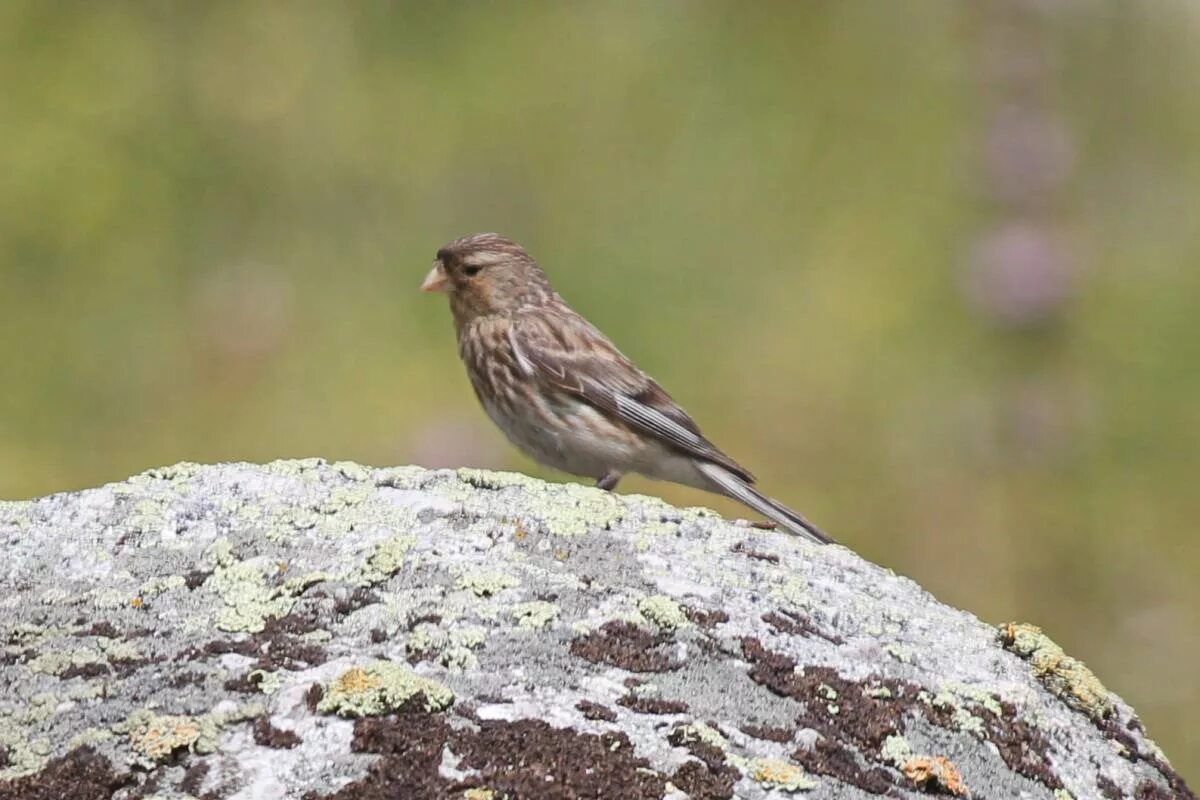 Птицы горного алтая фото и названия Горная чечётка (Acanthis flavirostris). Птицы Сибири.