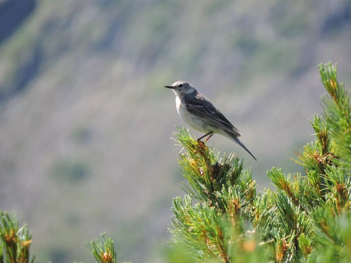 Птицы горного алтая фото и названия Water Pipit (Anthus spinoletta). Birds of Siberia.