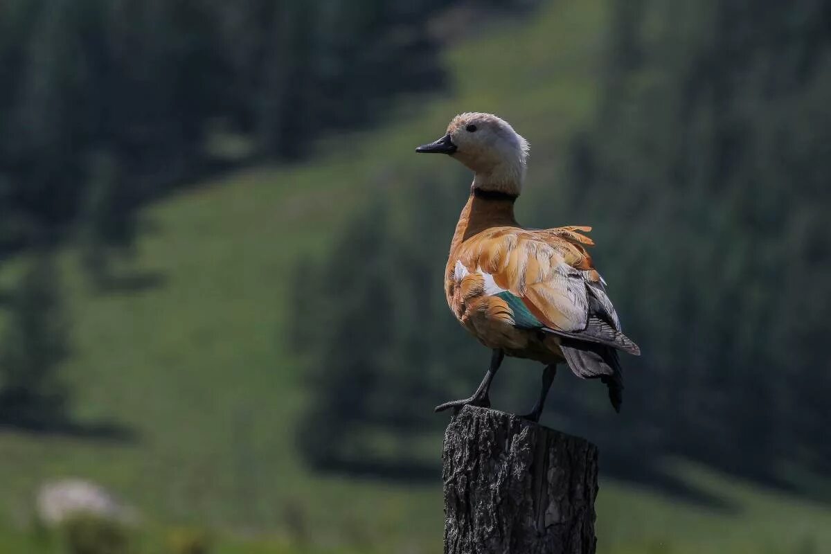 Птицы горного алтая фото и названия Ruddy Shelduck (Tadorna ferruginea). Birds of Siberia.