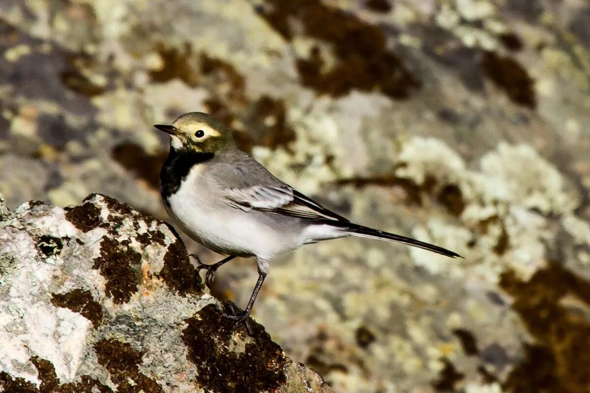 Птицы горного алтая фото и названия Masked Wagtail (Motacilla personata). Birds of Siberia.