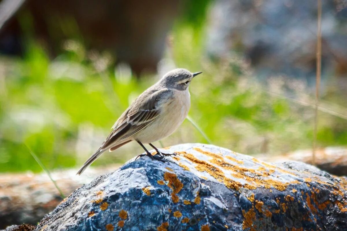 Птицы горного алтая фото и названия Water Pipit (Anthus spinoletta). Birds of Siberia.