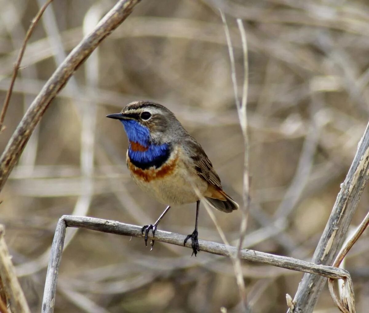 Птицы горного алтая фото и названия Bluethroat (Luscinia svecica). Birds of Siberia.