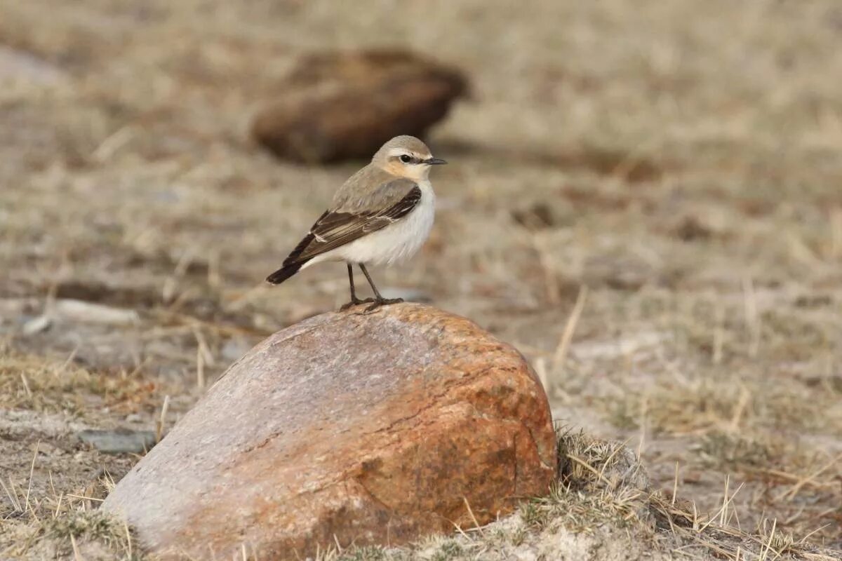 Птицы горного алтая фото и названия Northern Wheatear (Oenanthe oenanthe). Birds of Siberia.