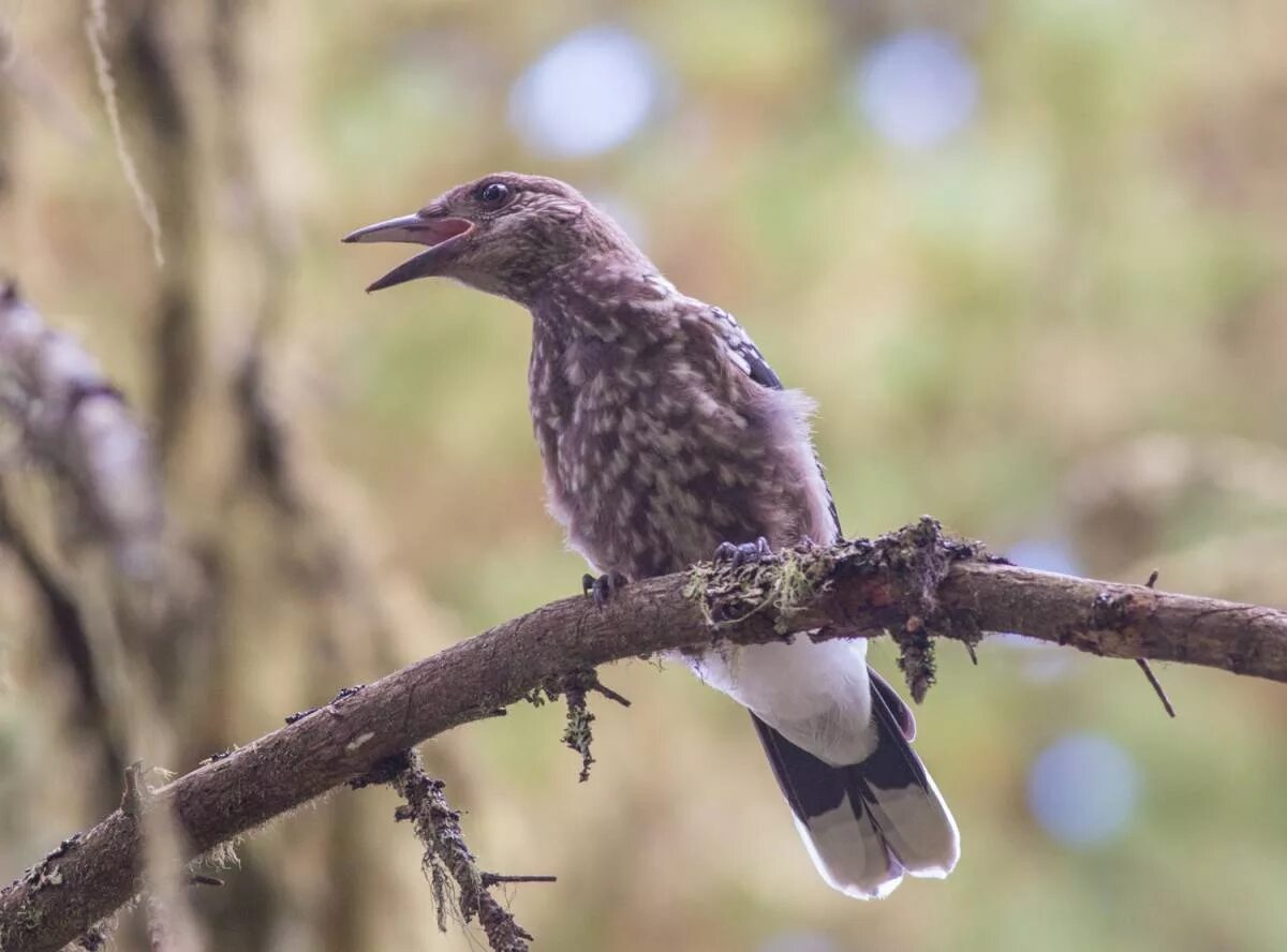 Птицы горного алтая фото и названия Spotted Nutcracker (Nucifraga caryocatactes). Birds of Siberia.