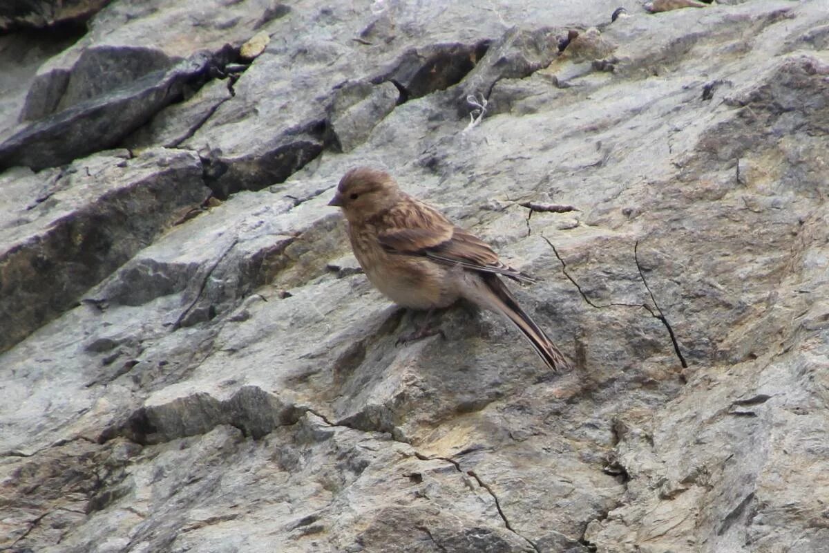 Птицы горного алтая фото и названия Горная чечётка (Acanthis flavirostris). Птицы Сибири.