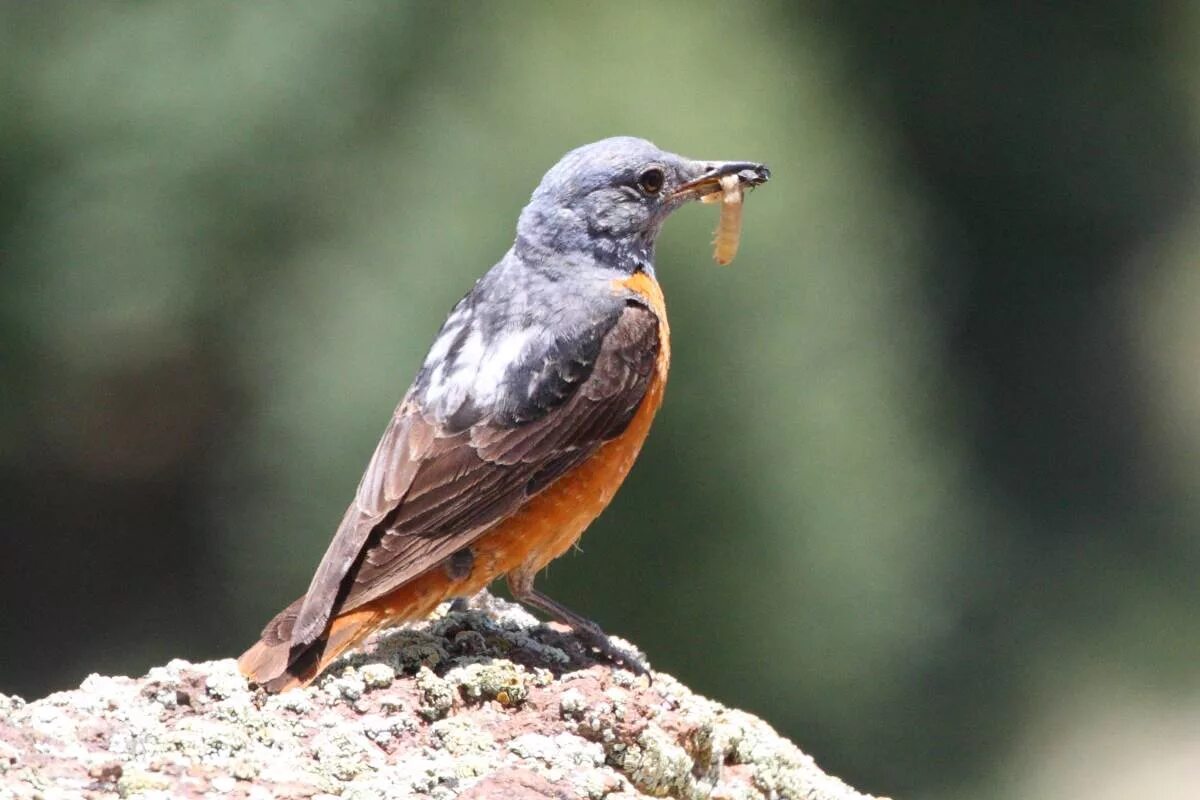 Птицы горного алтая фото и названия Rufous-tailed Rock Thrush (Monticola saxatilis). Birds of Siberia.