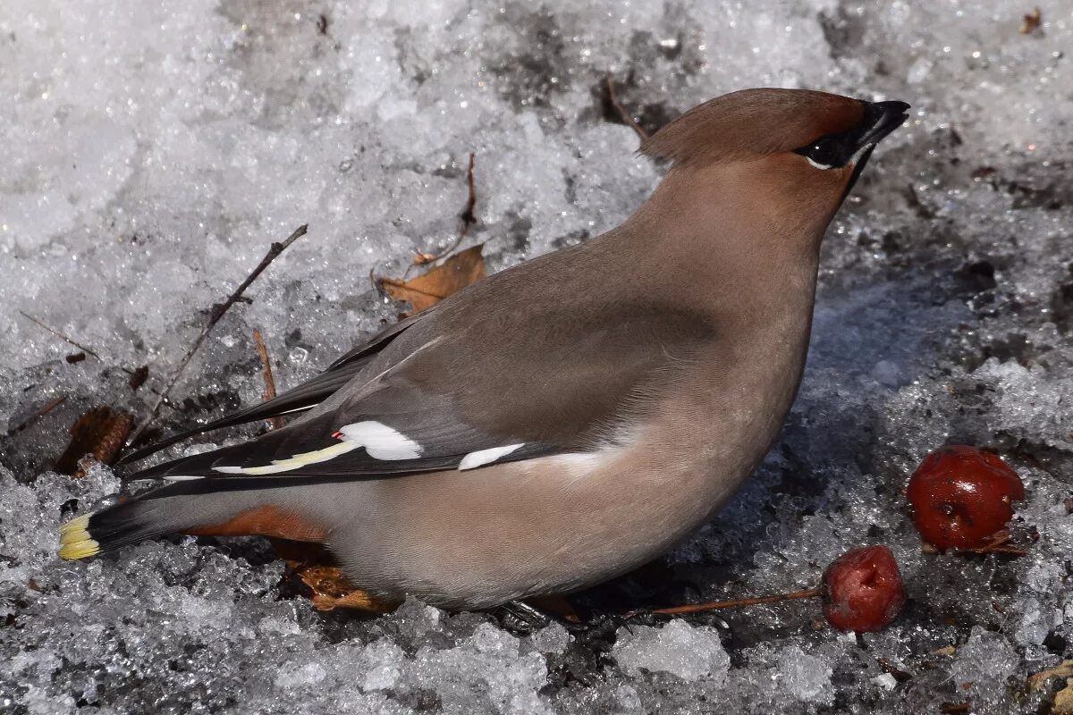 Птицы хабаровска фото с названиями Bohemian Waxwing (Bombycilla garrulus). Birds of Siberia.