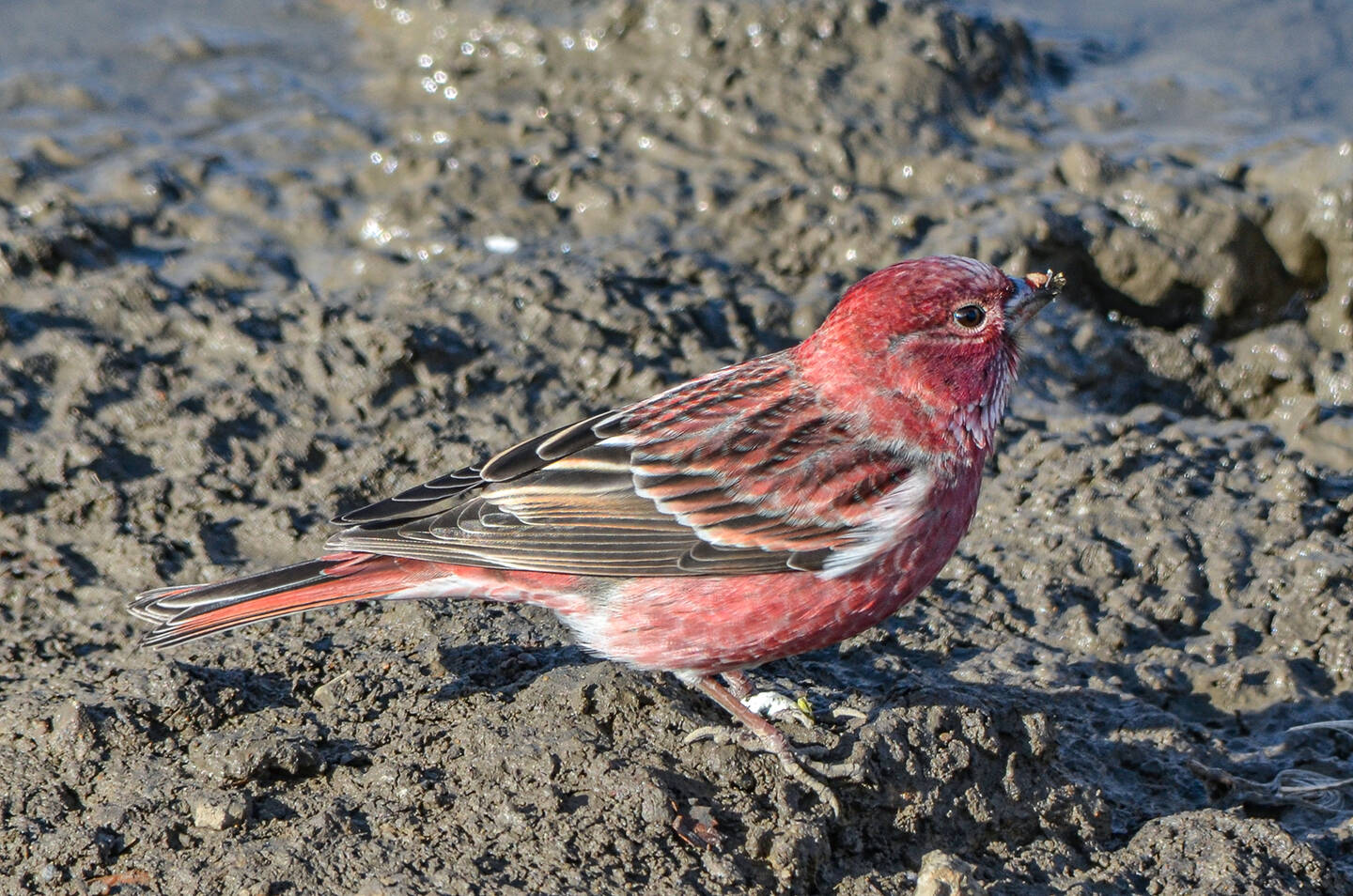 Птицы хакасии фото Pallas's Rosefinch (Carpodacus roseus). Birds of Siberia.