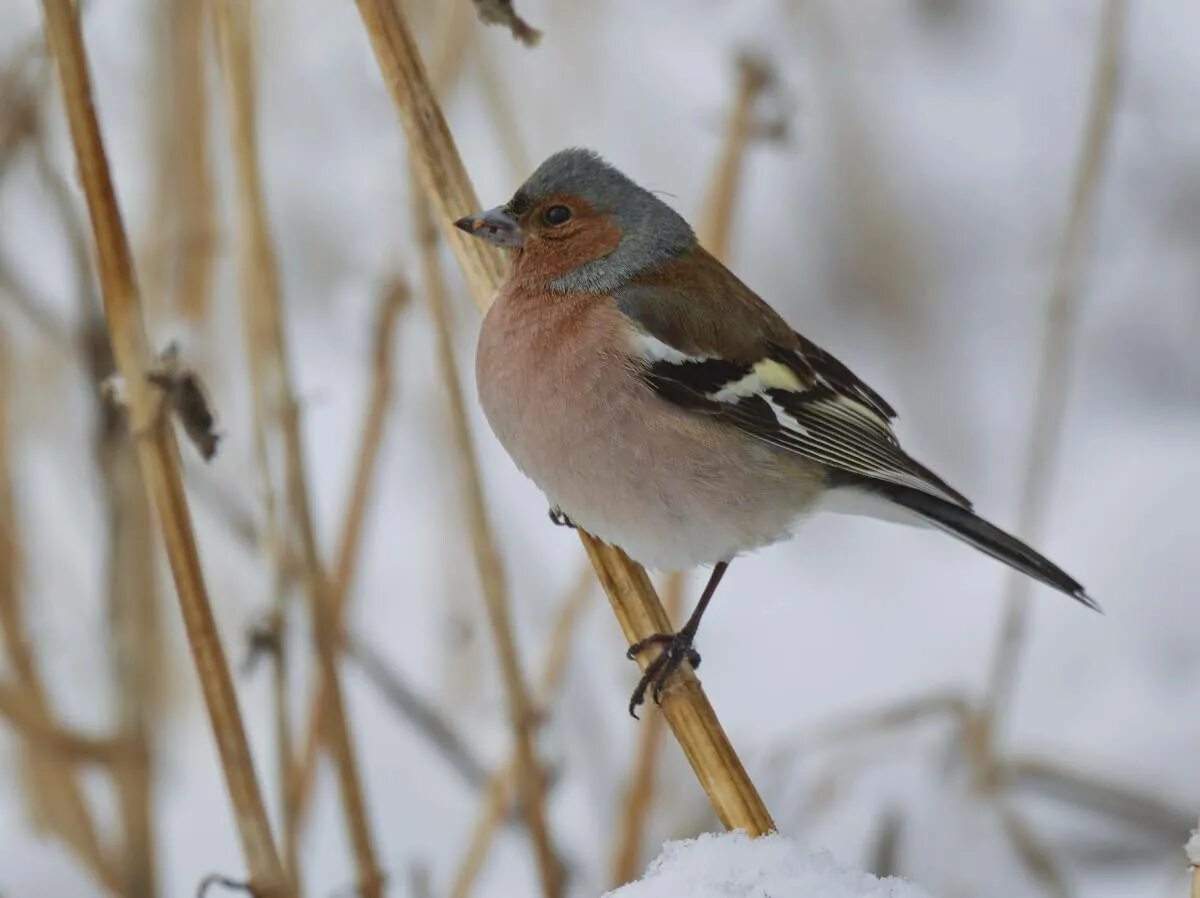 Птицы хакасии фото Common Chaffinch (Fringilla coelebs). Birds of Siberia.