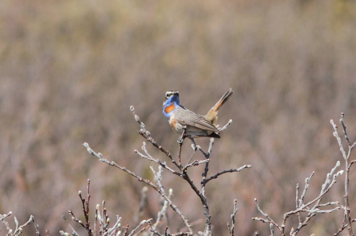 Птицы хакасии фото Bluethroat (Luscinia svecica). Birds of Siberia.