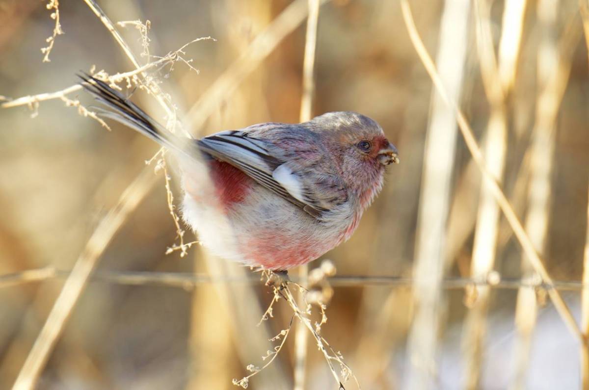 Птицы хакасии фото Урагус (Uragus sibiricus). Птицы Сибири.