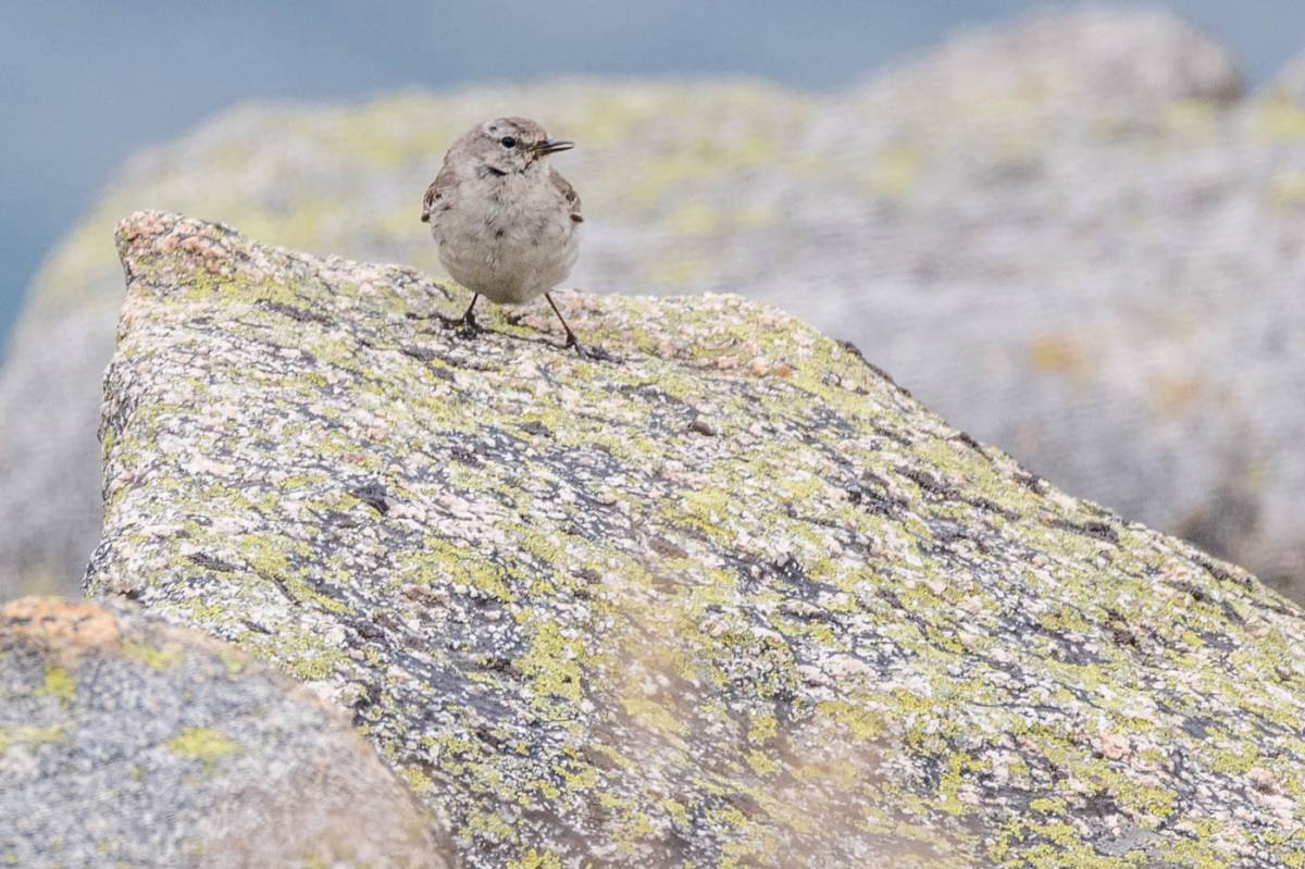 Птицы хакасии фото Water Pipit (Anthus spinoletta). Birds of Siberia.