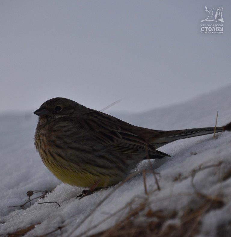 Tree Pipit (Anthus trivialis). Birds of Siberia.