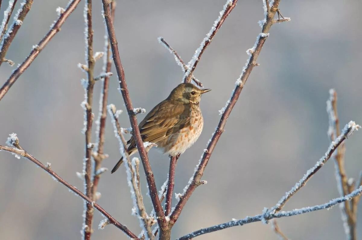 Птицы хакасии фото Рыжий дрозд (Turdus naumanni). Птицы Сибири.