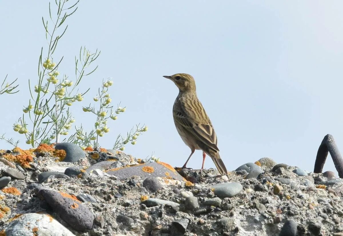 Птицы хакасии фото Tree Pipit (Anthus trivialis). Birds of Siberia.